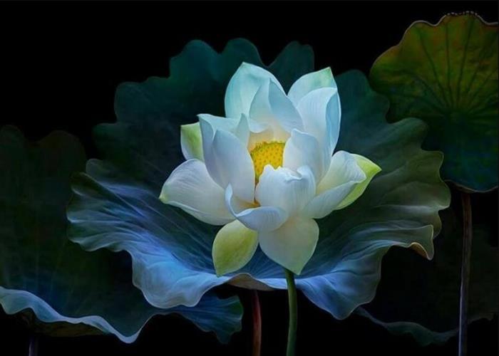 Hình ảnh hoa sen vào ban đêm