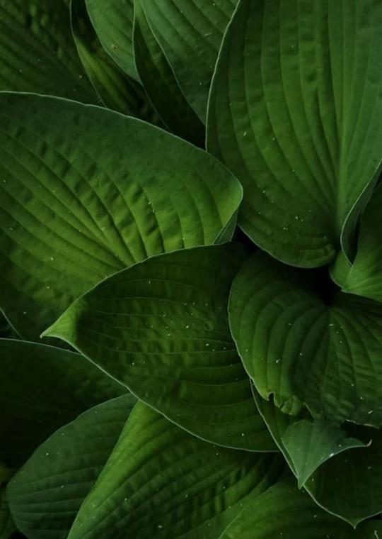 Hình ảnh lá cây đẹp theo mùa