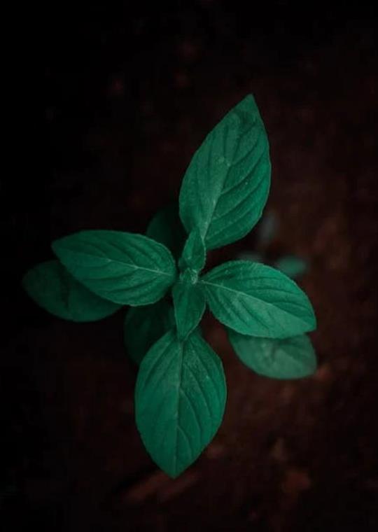 Hình ảnh lá cây đẹp theo mùa