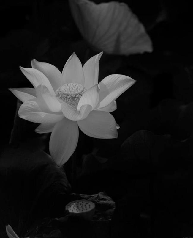 Avatar Hoa Đẹp
