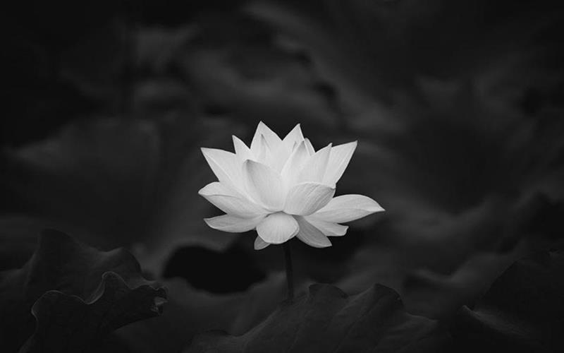 Ý nghĩa của ảnh bông sen đen