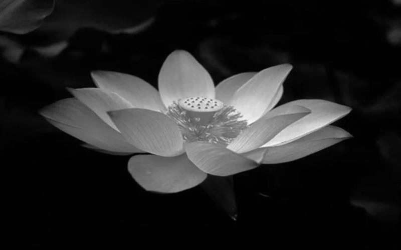 Ý nghĩa của ảnh bông sen đen