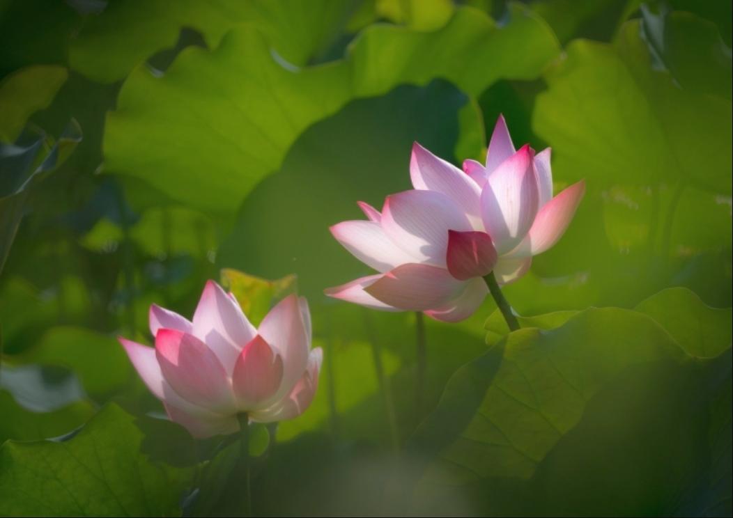 Bộ sưu tập ảnh hoa sen đẹp