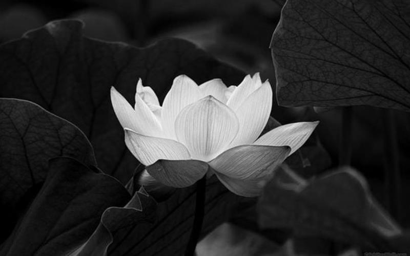 Bộ sưu tập avatar hoa sen trắng cho đám tang