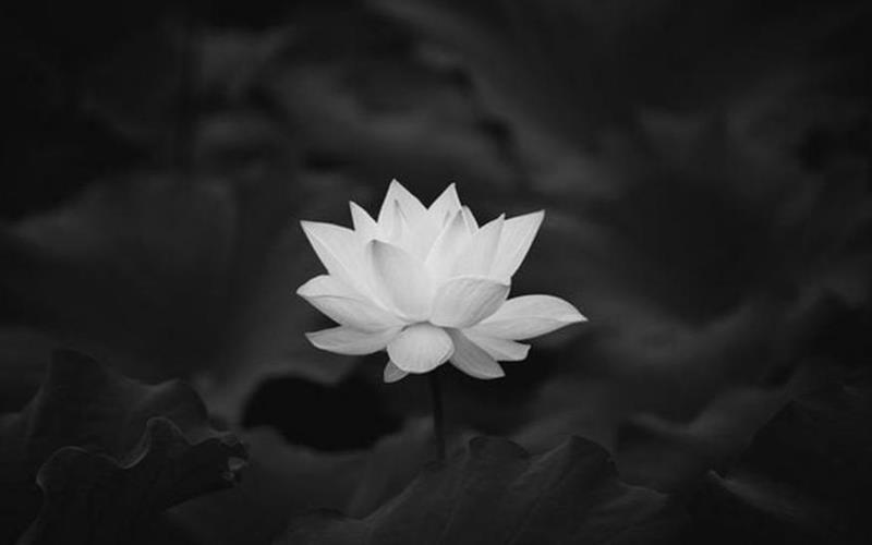 Bộ sưu tập avatar hoa sen trắng cho đám tang
