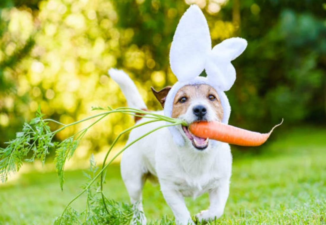 Tổng hợp hình ảnh cà rốt cute, dễ thương