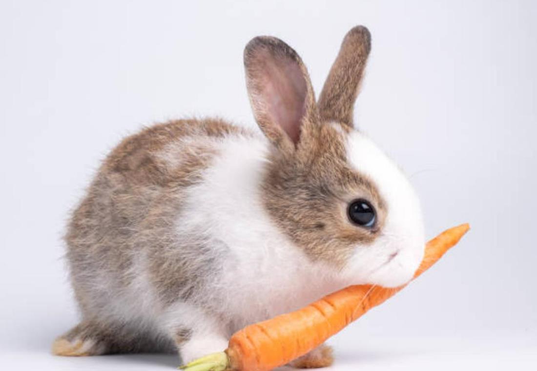 Hình ảnh cà rốt đẹp, cute làm hình nền máy tính