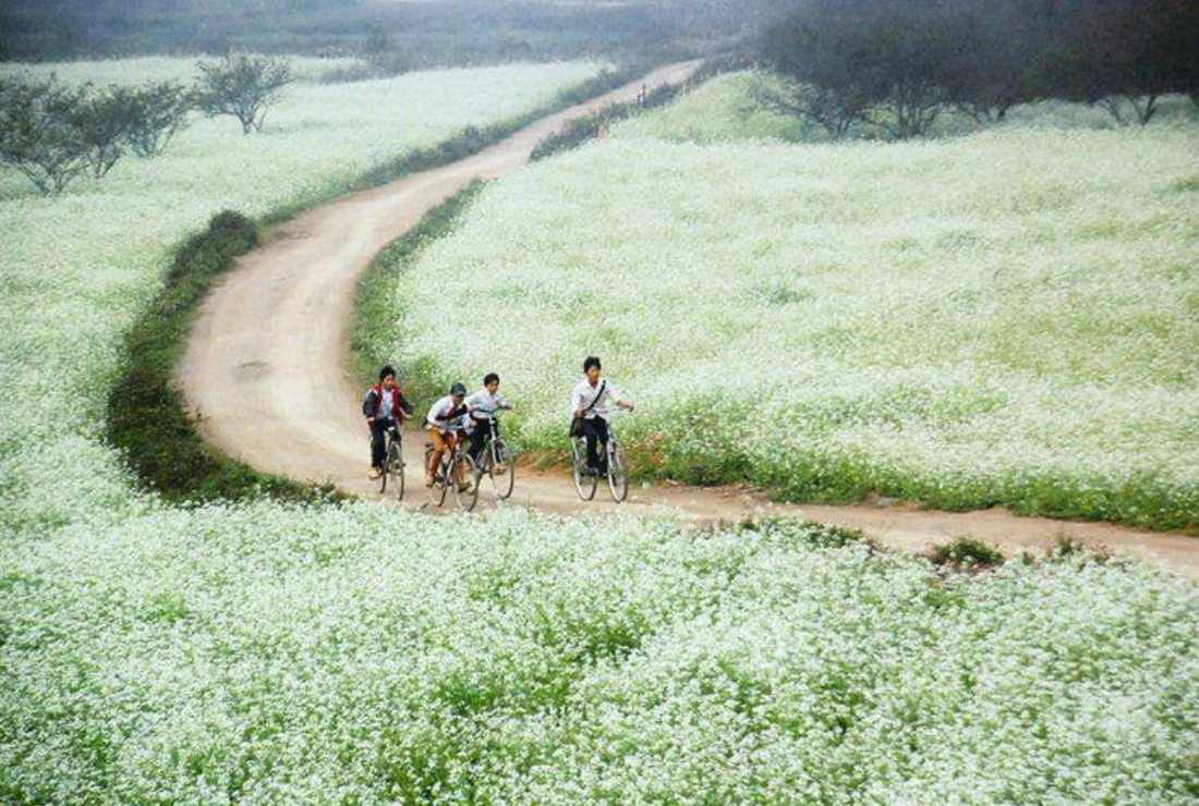 Ngắm nhìn ảnh cánh đồng hoa làm hình nền máy tính
