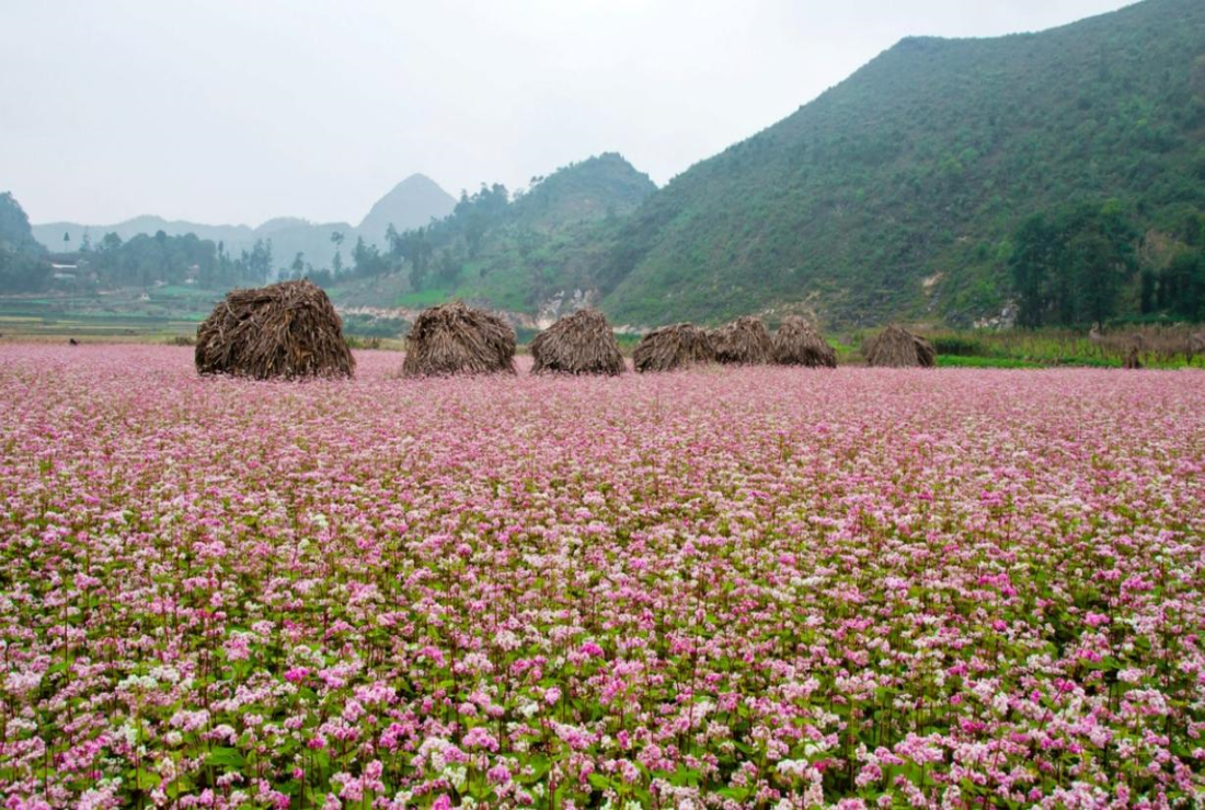 Ngắm nhìn ảnh cánh đồng hoa làm hình nền máy tính