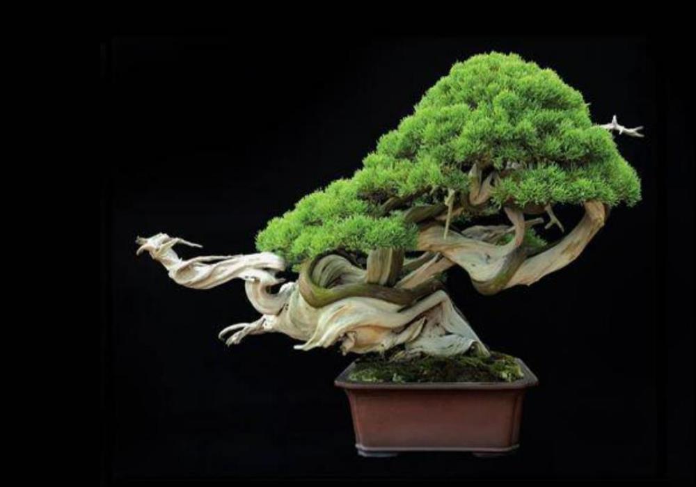 Ảnh cây xanh phong thủy, bonsai
