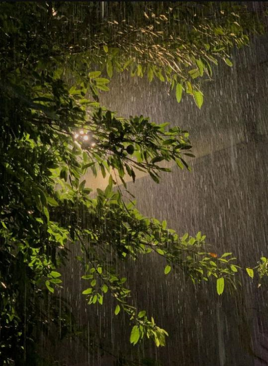 Hình nền ảnh cây cối buồn cho điện thoại