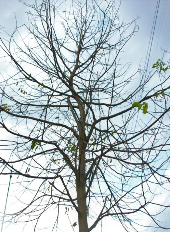 Hình cây không lá làm hình nền cho điện thoại
