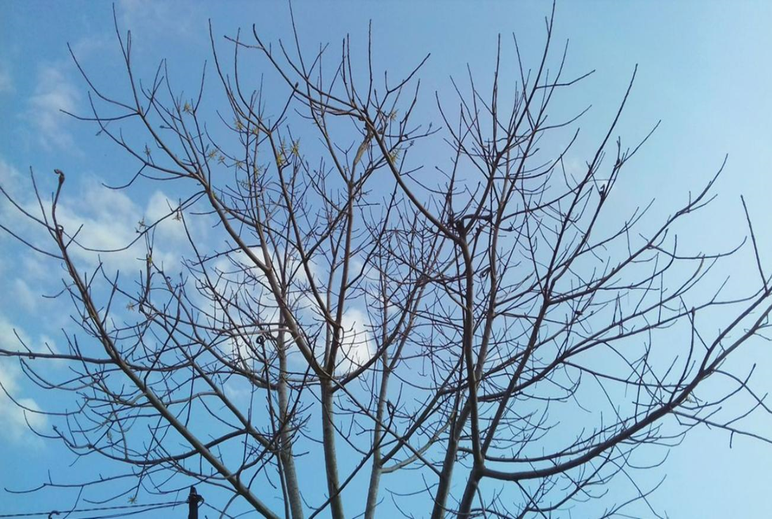 Hình ảnh cây xanh theo mùa