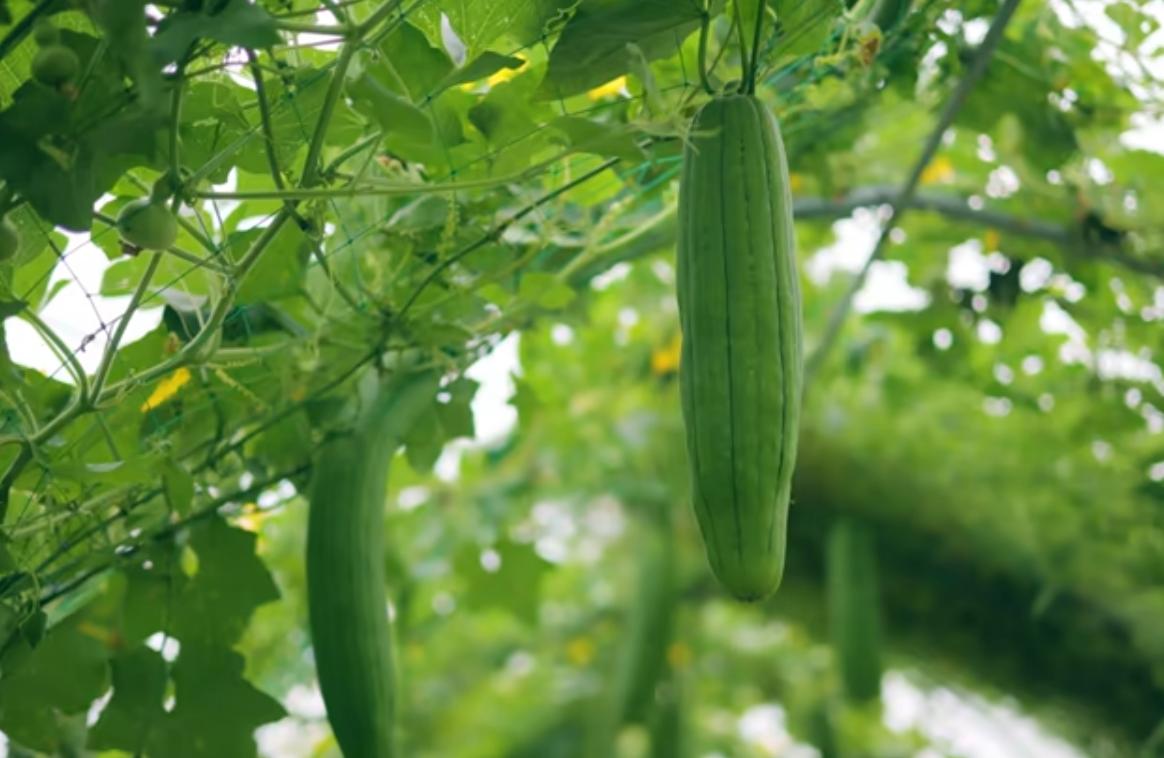 Hình ảnh cây mướp