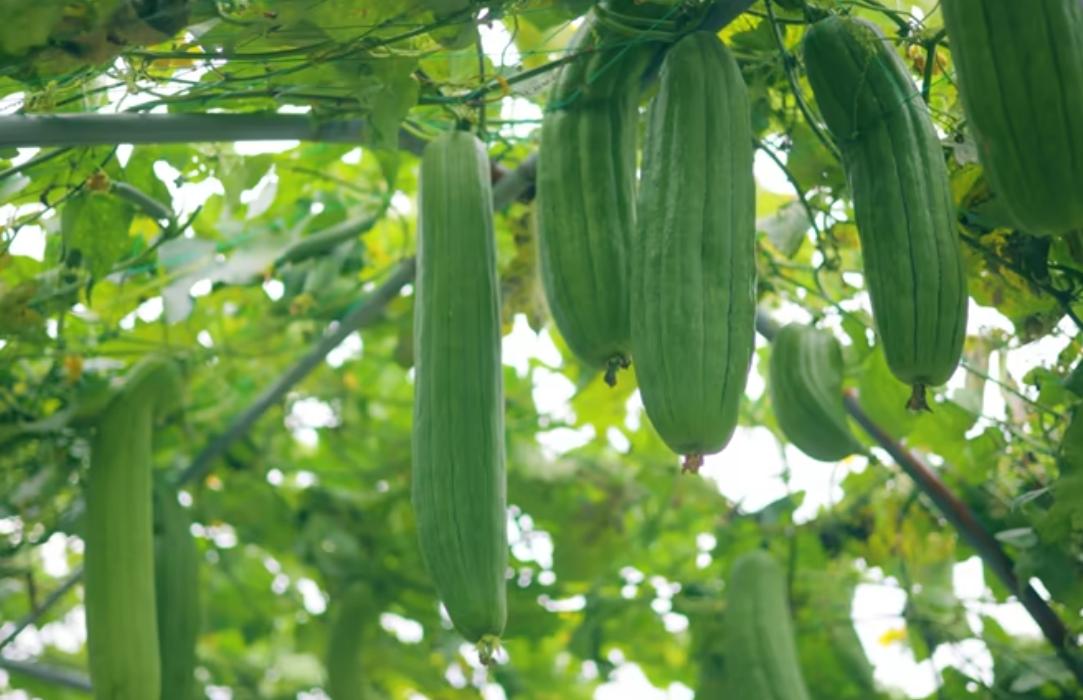 Hình ảnh cây mướp