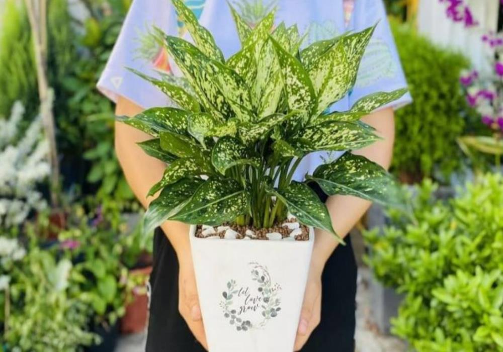 Ảnh Cây phong thủy, cây may mắn