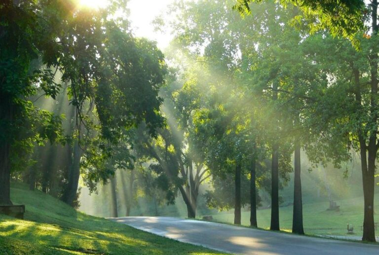 Cây đối với sức khỏe tinh thần