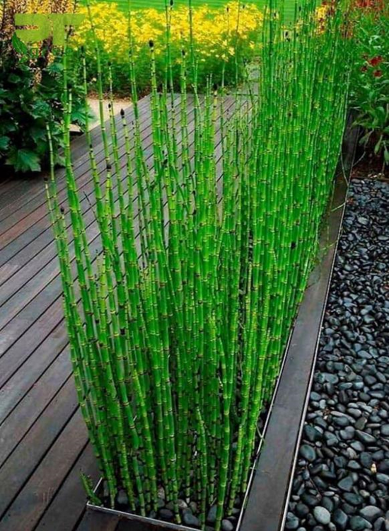 Cây thiền trúc