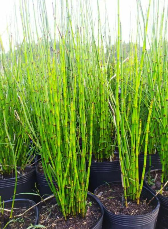 Cây thiền trúc