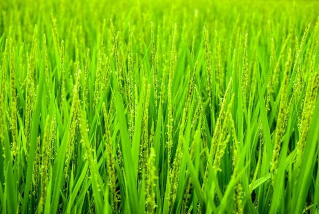 Hình nền ảnh cây xanh đẹp nhất dành cho máy tính