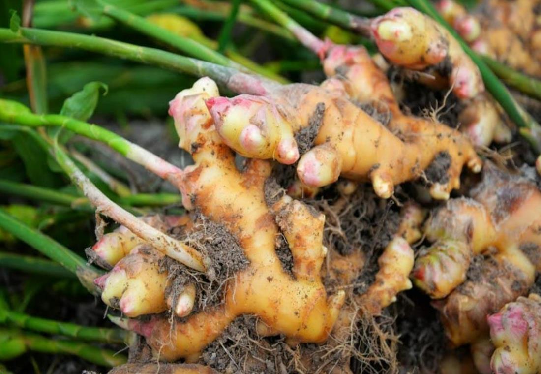 Bộ sưu tập hình ảnh củ gừng