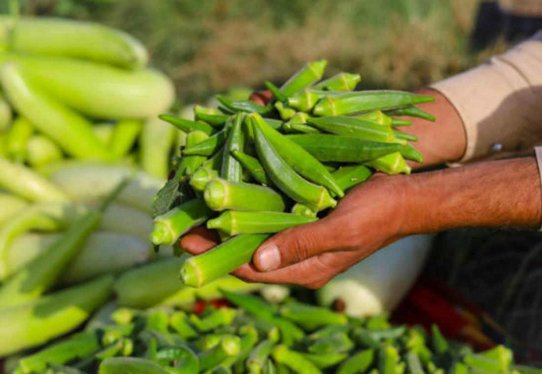 Hình ảnh quả đậu bắp