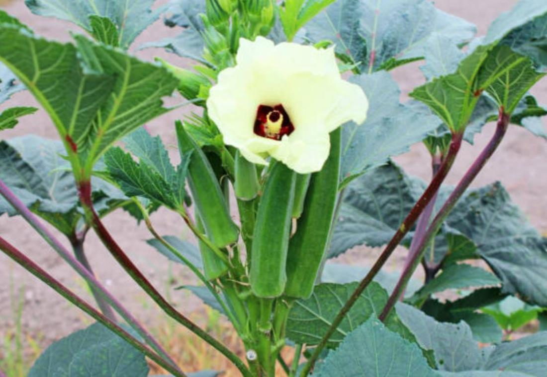 Hình ảnh quả đậu bắp