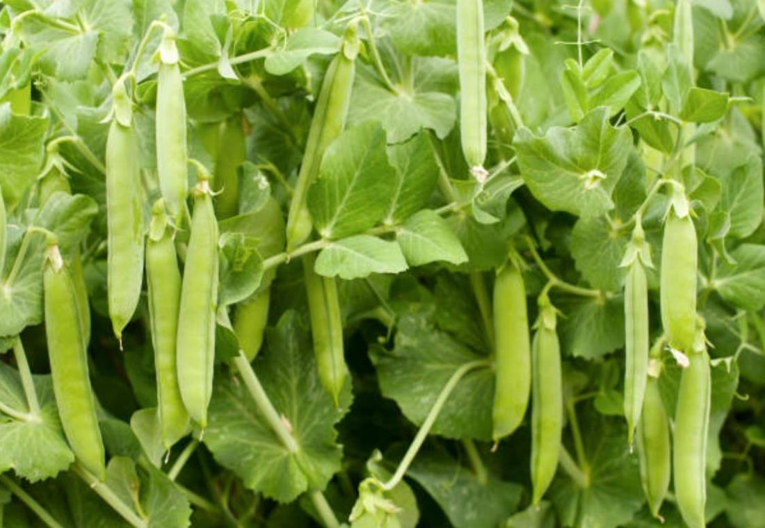 Hình ảnh quả đậu cô ve