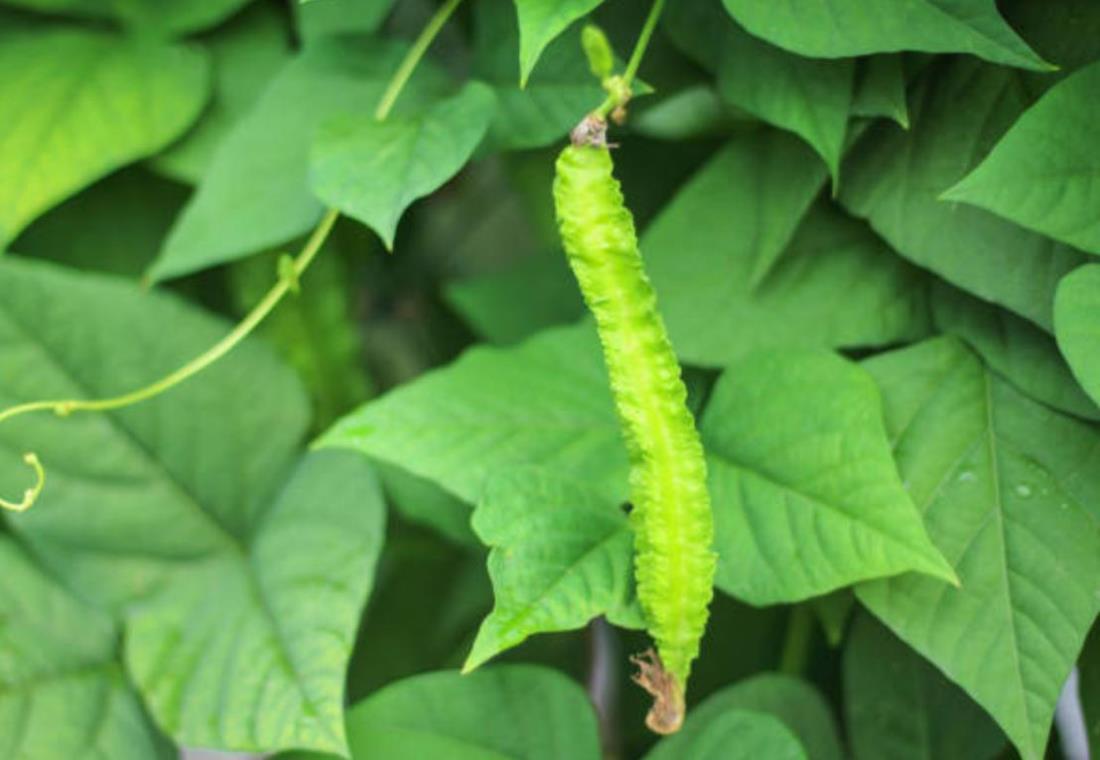 Hình ảnh quả đậu rồng