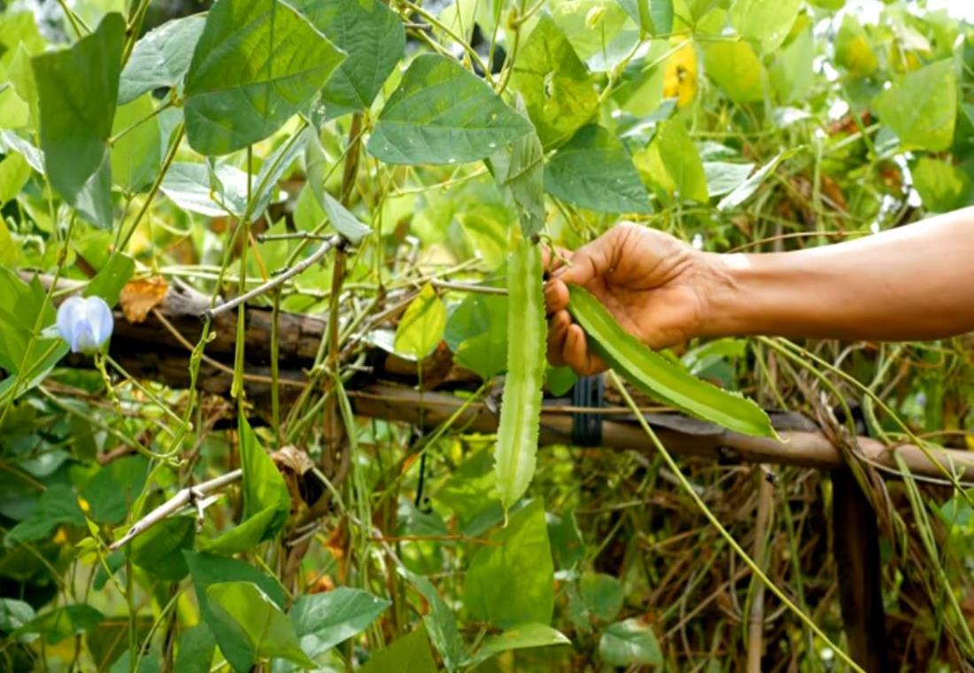 Hình ảnh quả đậu rồng