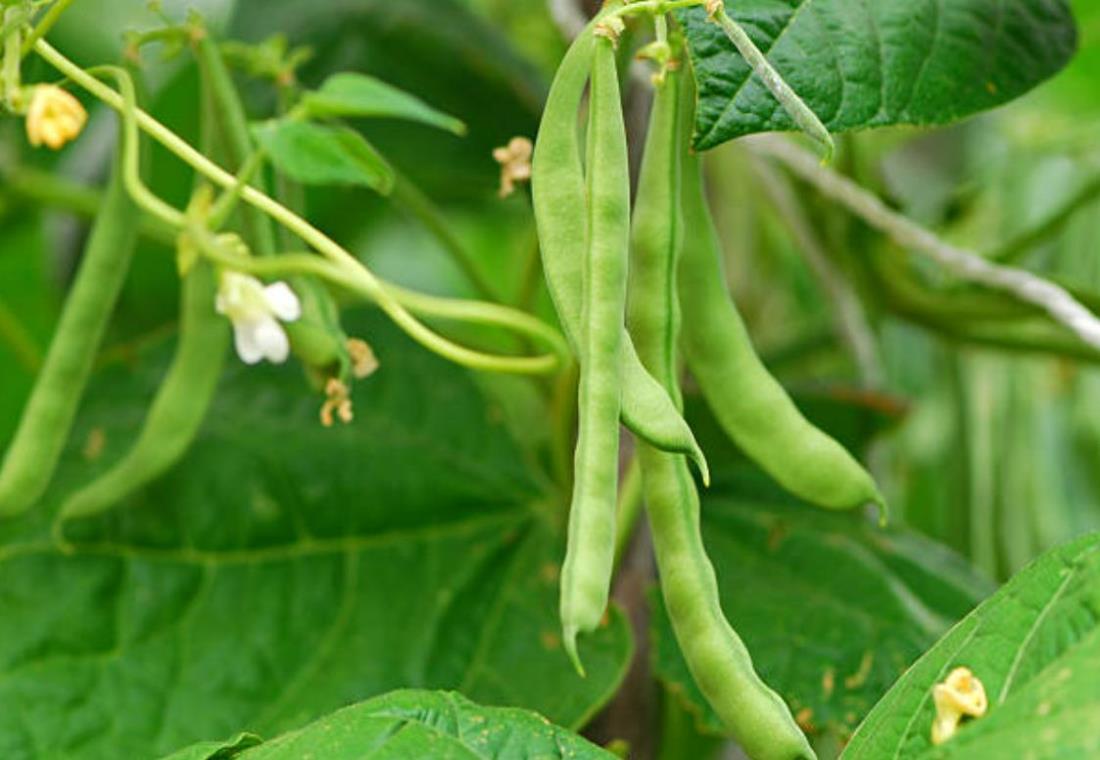 Hình ảnh quả đỗ xanh
