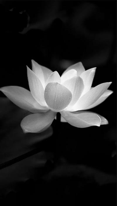 Ảnh bông sen đen