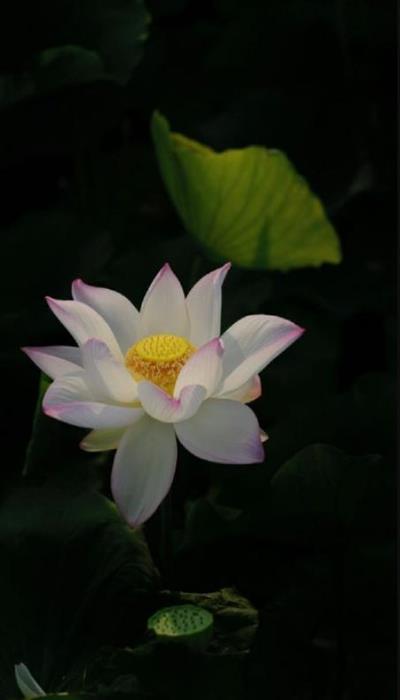 Ảnh hoa sen trắng