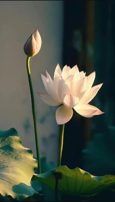 Ảnh hoa sen trắng