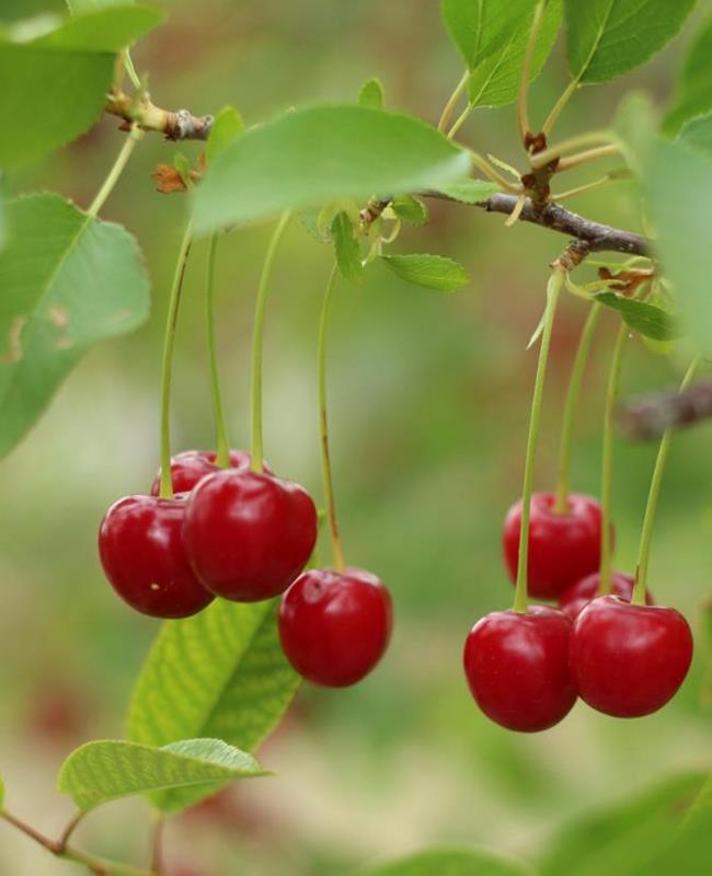 Hình Ảnh Quả Cherry