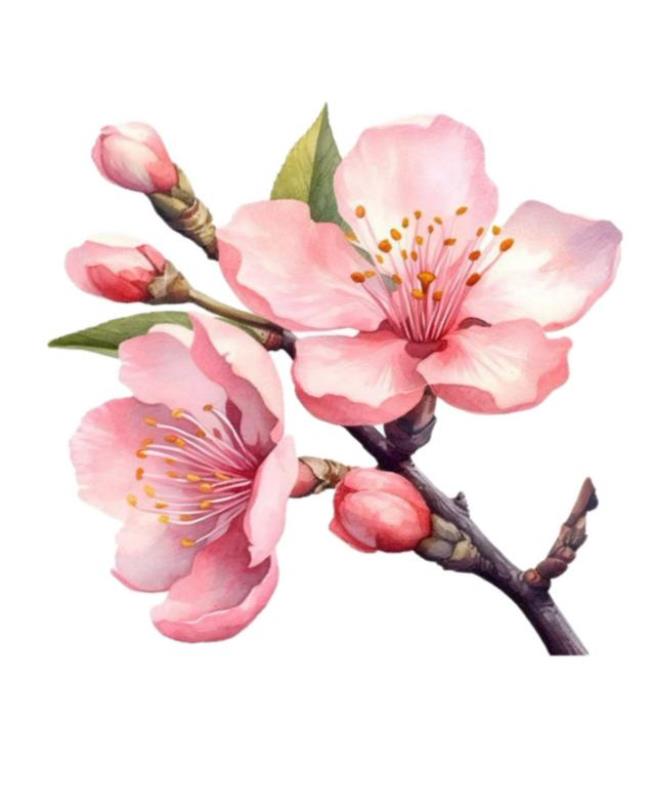 Hình Nền Ảnh Hoa Đào Đẹp