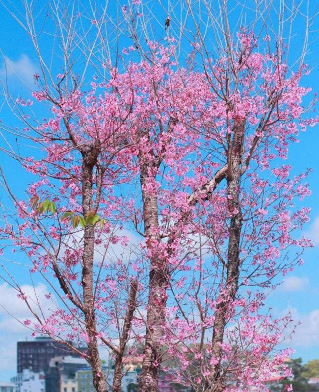 Hình Nền Ảnh Hoa Đào Đẹp