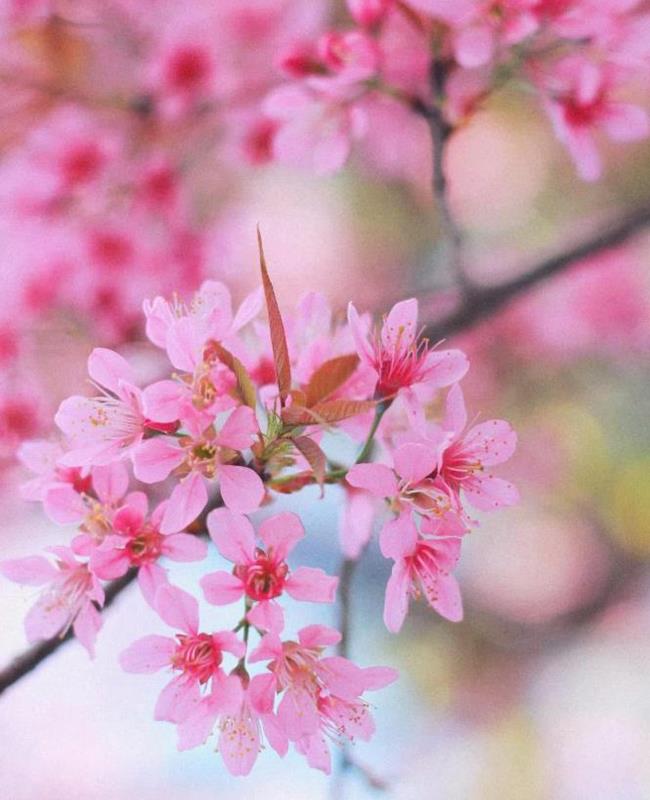 Hình Nền Ảnh Hoa Đào Đẹp