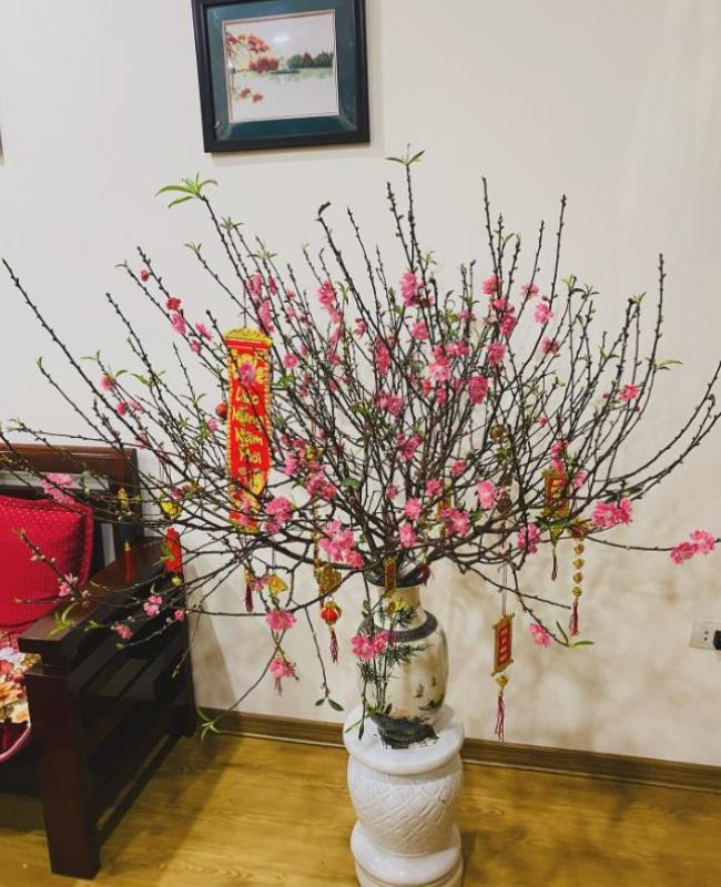 Hình Nền Ảnh Hoa Đào Đẹp