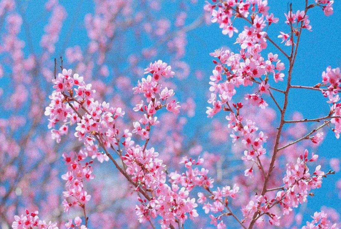 Hình Nền Hoa Đào