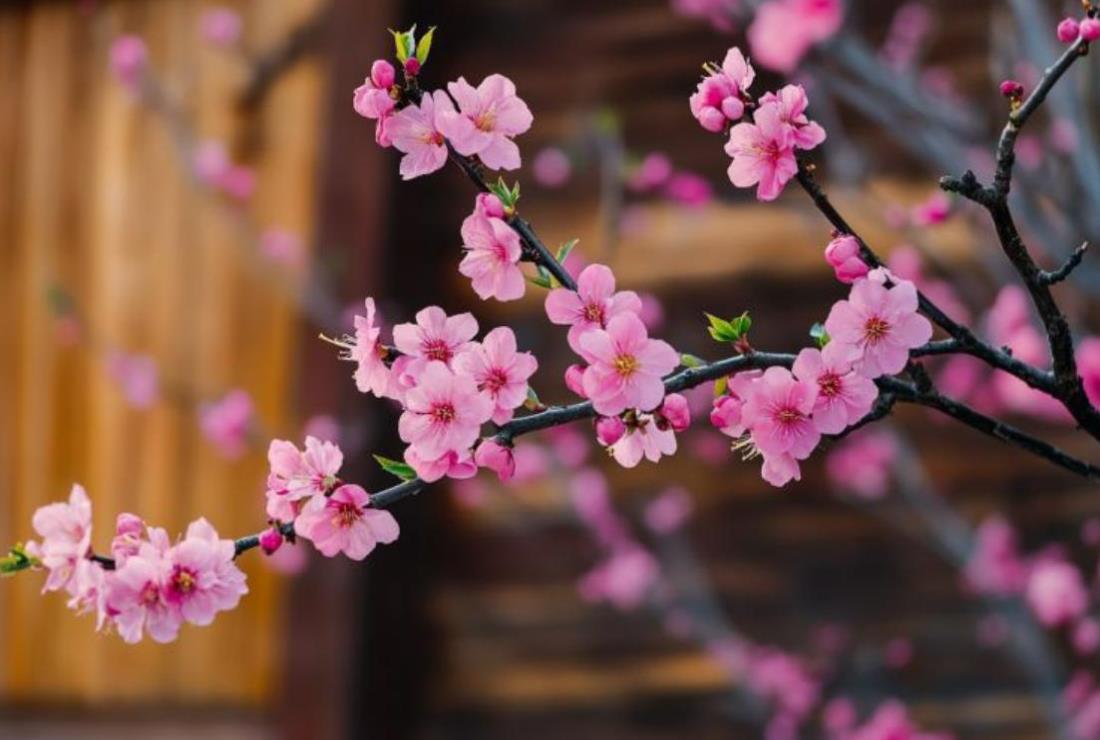Hình Nền Hoa Đào