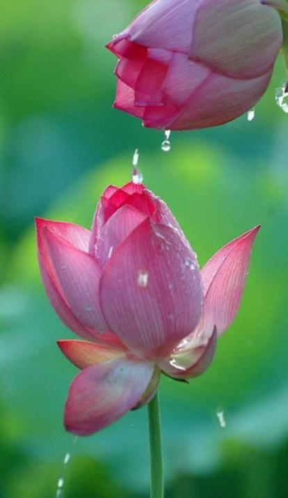 Hình nền hoa sen cho điện thoại