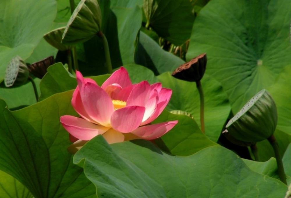 Hình nền, hình ảnh hoa sen hồng đẹp cho máy tính