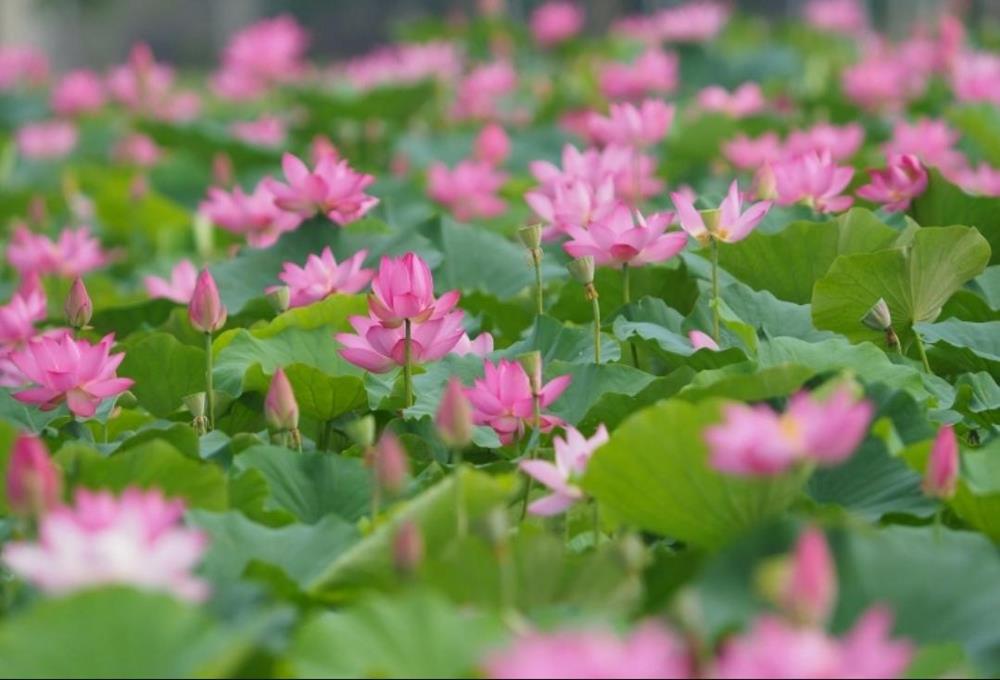 Hình nền, hình ảnh hoa sen hồng đẹp cho máy tính