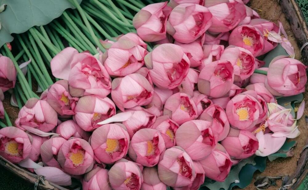 Hình nền, hình ảnh hoa sen hồng đẹp cho máy tính