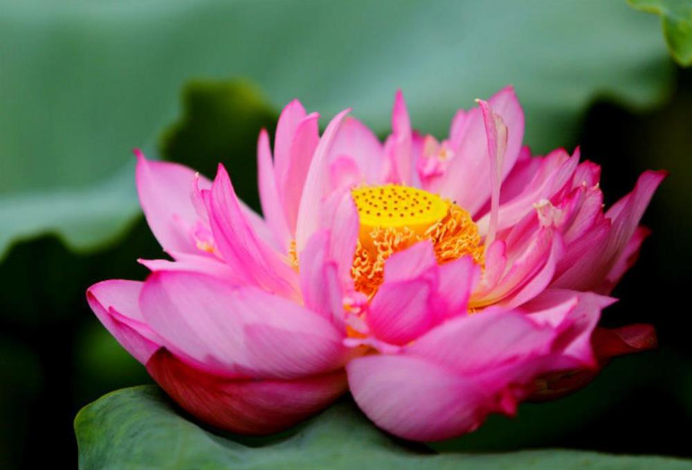 Hình nền, hình ảnh hoa sen hồng đẹp cho máy tính