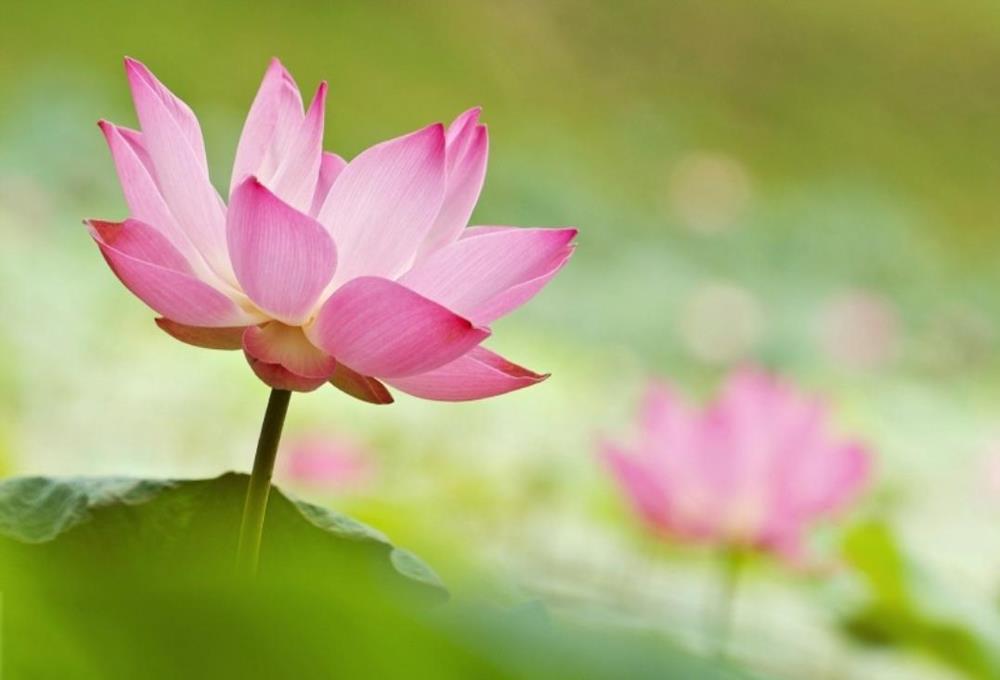 Hình nền, hình ảnh hoa sen hồng đẹp cho máy tính