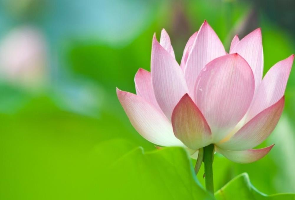 Hình nền, hình ảnh hoa sen hồng đẹp cho máy tính
