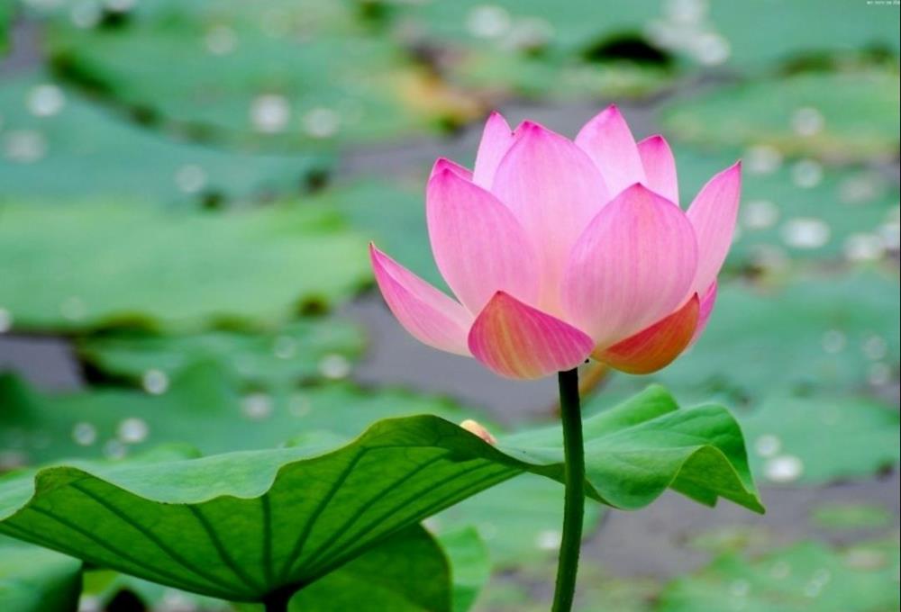 Hình nền, hình ảnh hoa sen hồng đẹp cho máy tính