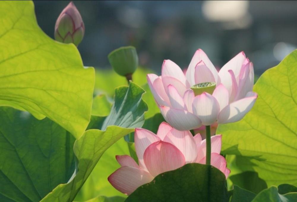 Hình nền, hình ảnh hoa sen hồng đẹp cho máy tính